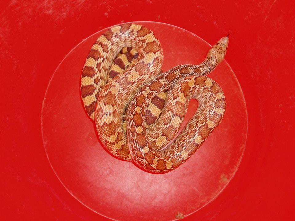 image of Trapped Gopher Snake